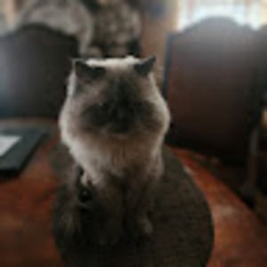 Meet your Posher, Gerardo